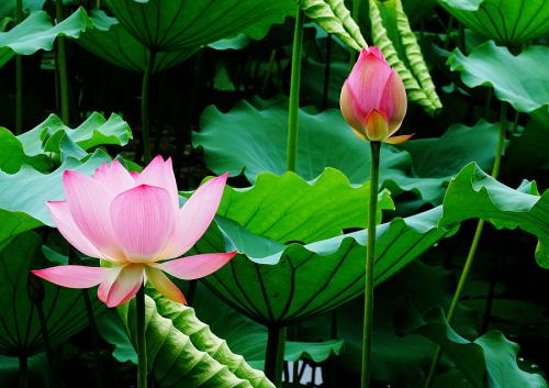 天然荷花香精,Natural lotus fragrance essence