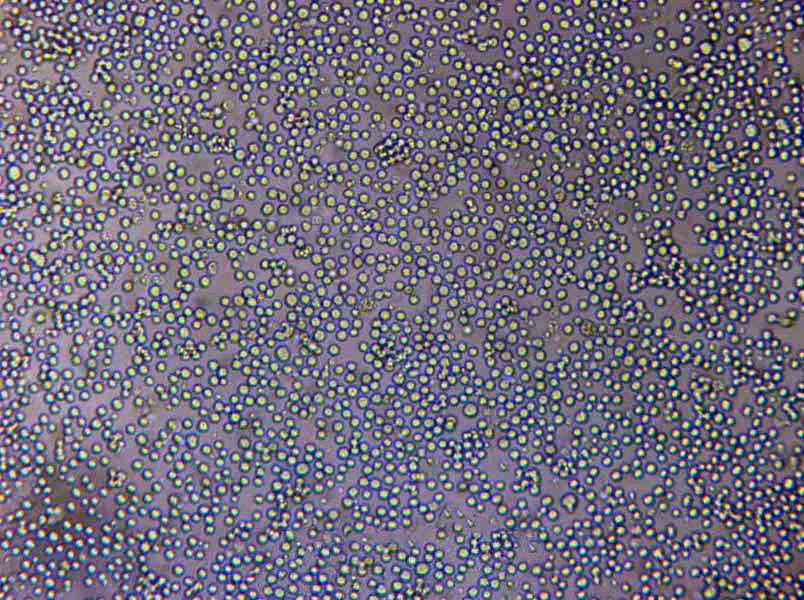 GCT Cells(赠送Str鉴定报告)|纤维组织瘤细胞,GCT Cells