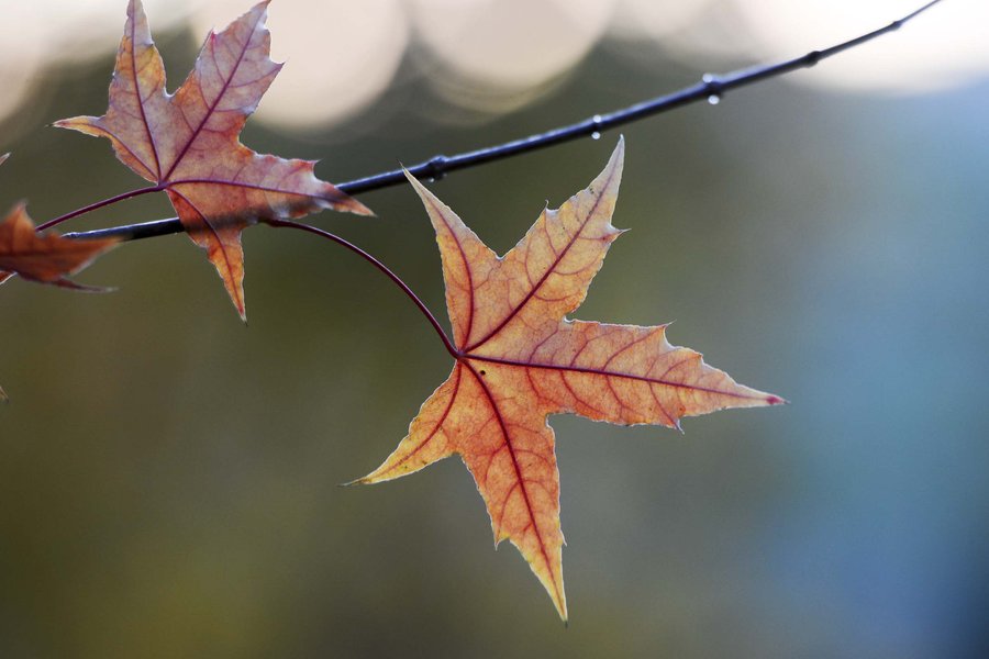 楓葉香精天然提取物,Maple leaf essence natural extract