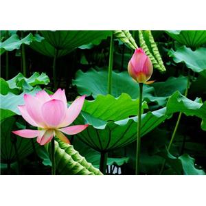 天然荷花香精,Natural lotus fragrance essence