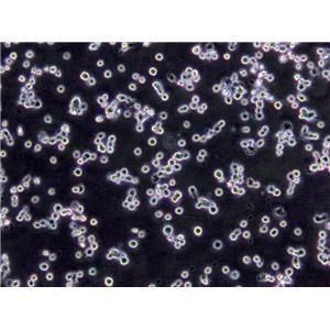 LS411N Cells(赠送Str鉴定报告)|人盲肠癌细胞