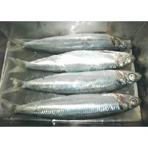 沙丁魚香精,Sardine essence