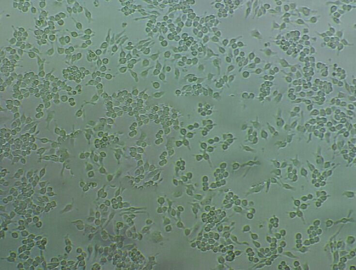 NCI-H1975 Cell肺腺癌传代培养,NCI-H1975 Cell