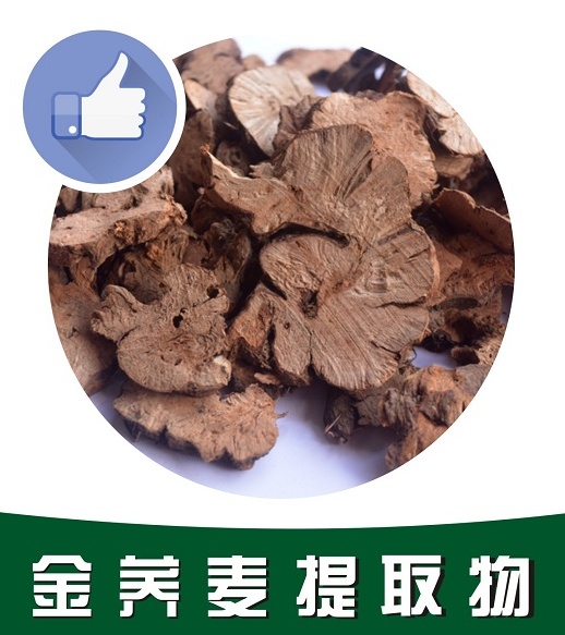 金蕎麥提取物,Fagopyrum cymosum extract