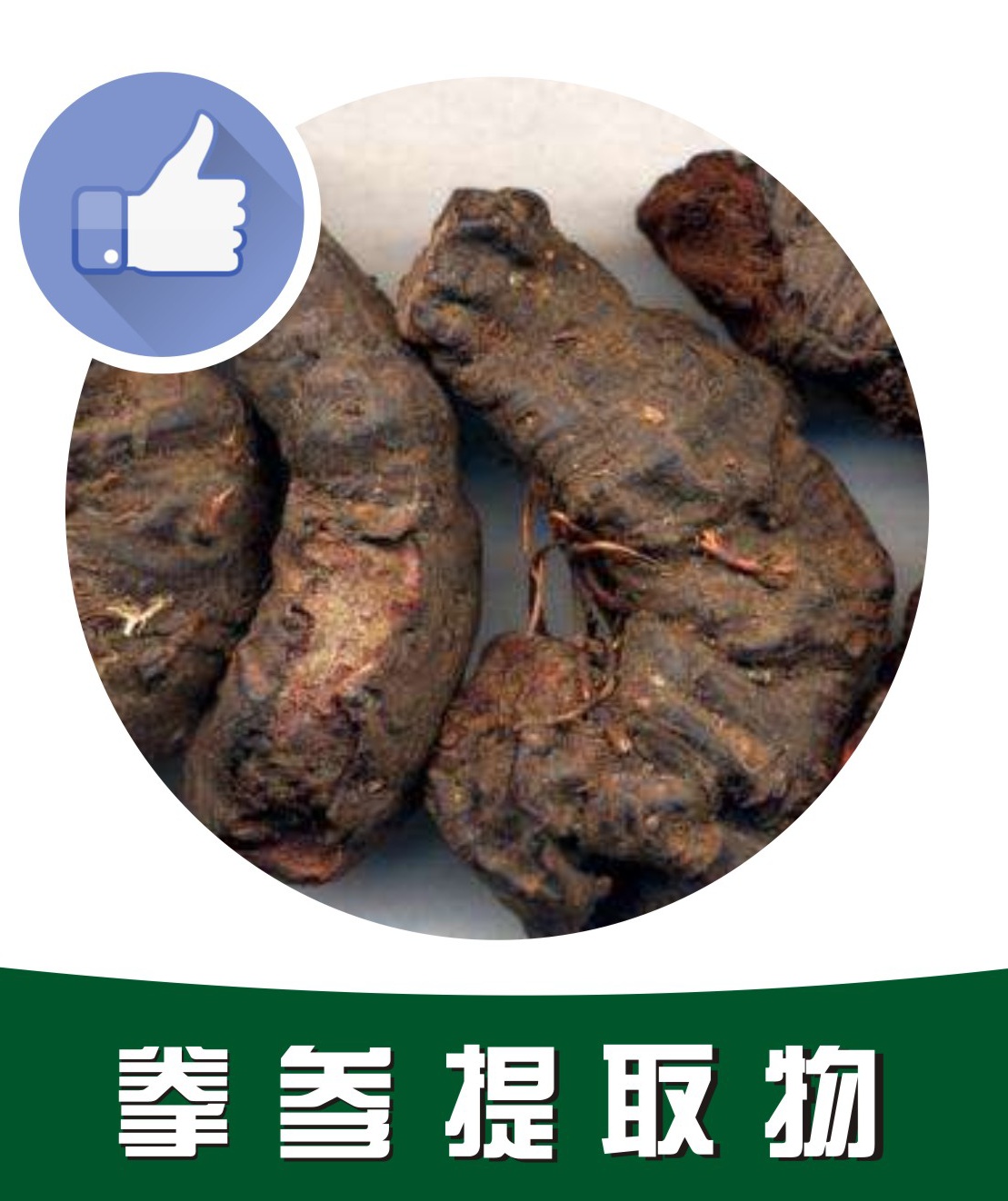 拳参提取物,Bistortae Rhizoma extract