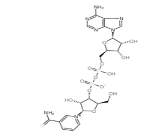 硫代氧化型辅酶I,Thio-Nicotinamide Adenine Dinuclotide