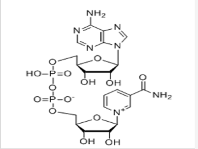 β-烟酰胺腺嘌呤二核苷酸（NAD）,β-Nicotinamide adenine dinucleotide