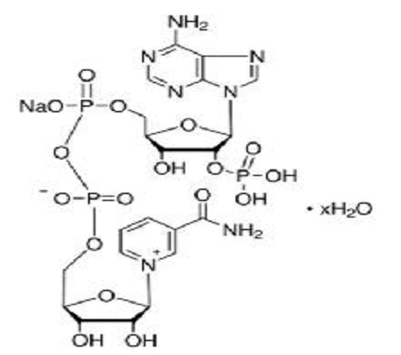 β-烟酰胺腺嘌呤二核苷酸磷酸（NADP）,β-Nicotinamide Adenine Dinuclotide Phosphate