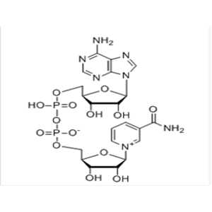 β-烟酰胺腺嘌呤二核苷酸（NAD）,β-Nicotinamide adenine dinucleotide