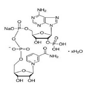 β-烟酰胺腺嘌呤二核苷酸磷酸（NADP）