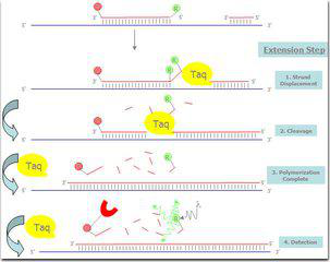 路邓葡萄球菌探针法荧光定量PCR试剂盒,Staphylococcus lugdunensis