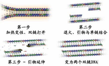 禽流感病毒HN（AIV-HN）核酸试剂盒