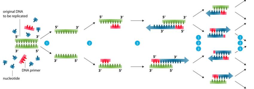 人溶菌酶（hLYZ）转基因成分核酸检测试剂盒