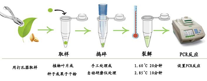 轉基因植物CamVS啟動子核酸試劑盒