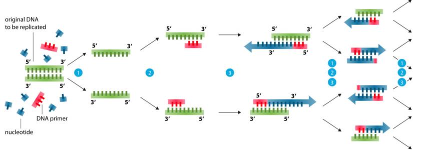 禽流感H-H-H與新城疫病毒（NDV）四重核酸試劑盒