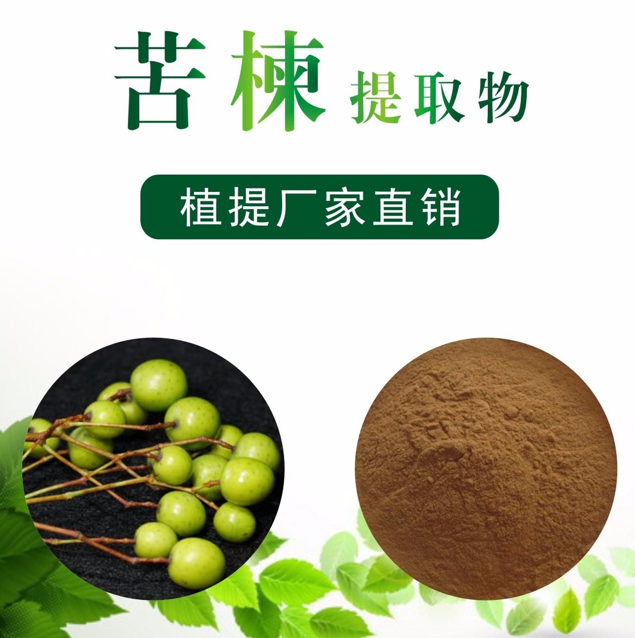 苦楝提取物,Melia azedarach extract