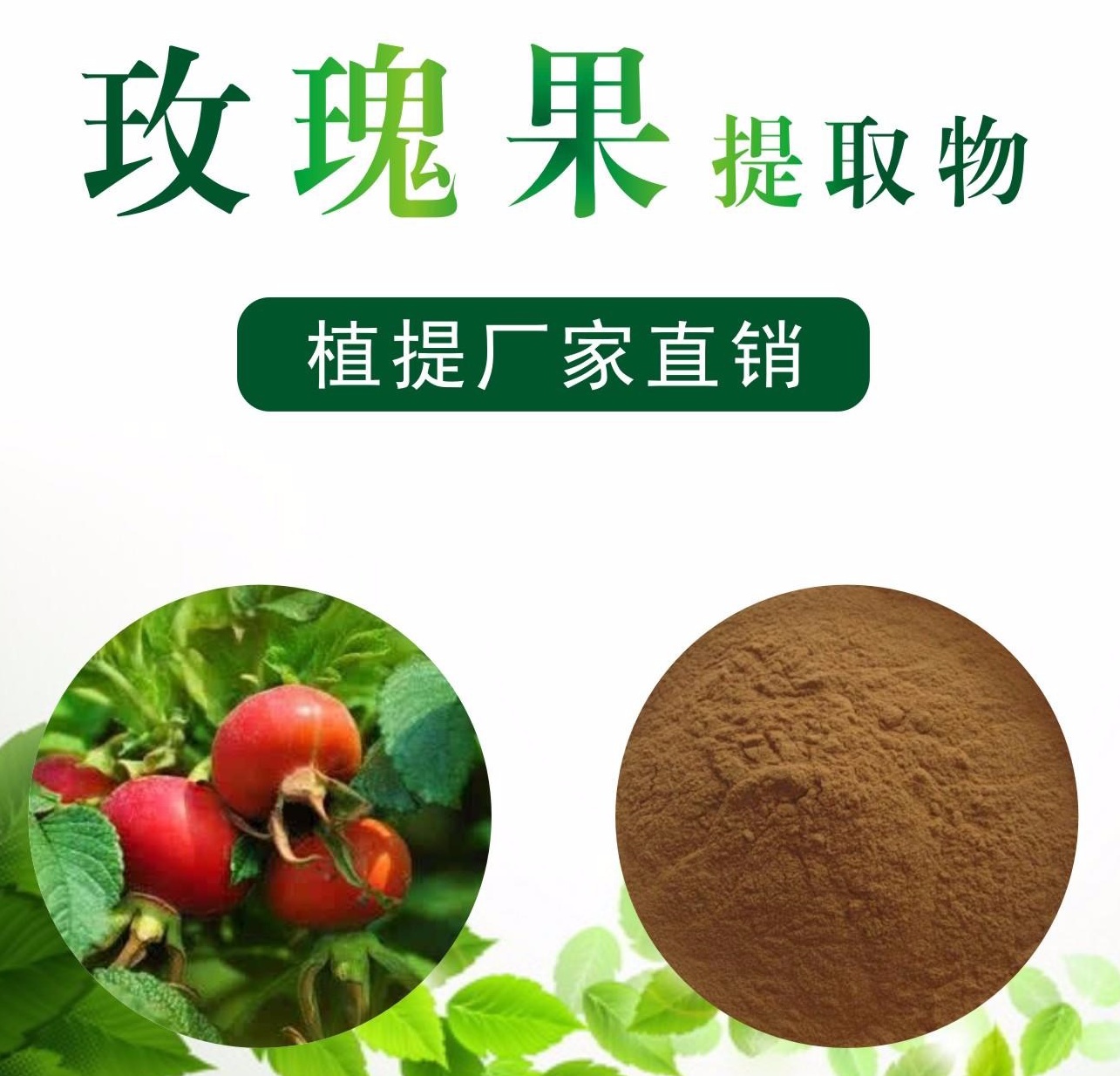 玫瑰果提取物,Rosehip extract