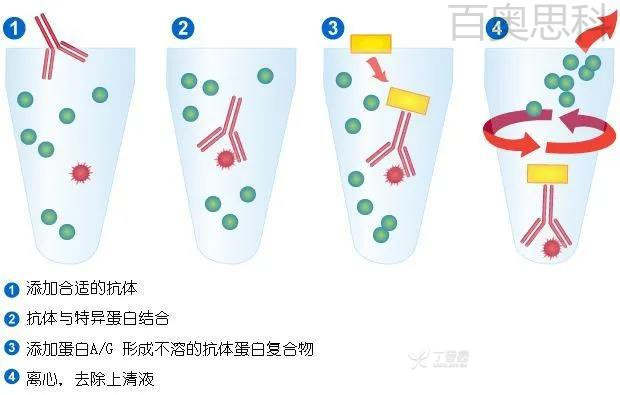 4种常见的蛋白质互作技术,MDL