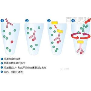 4种常见的蛋白质互作技术