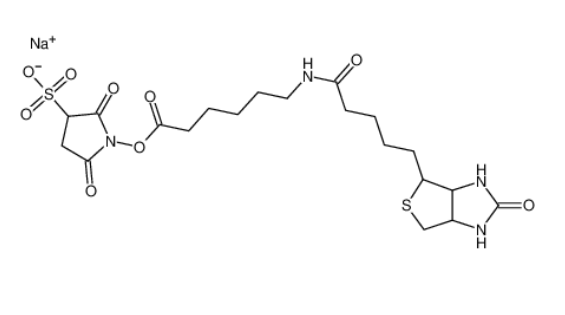 生物素化-epsilon-氨基己酸-N-羥基磺基丁二酰亞胺活化酯,Sulfo-NHS-LC-Biotin,Sulfo-NHS-LC-Biotin