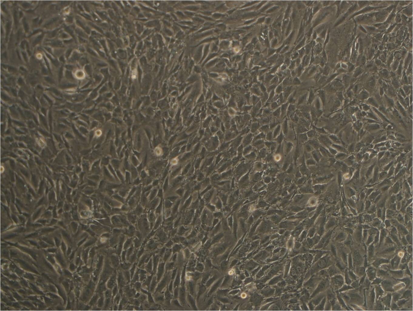 TMK-1人胃癌复苏细胞(附STR鉴定报告),TMK-1