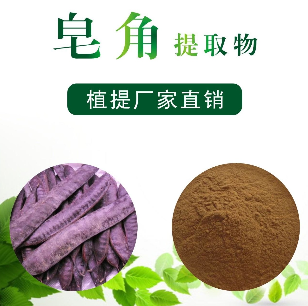 皂角提取物,Gleditsia sinensis extract