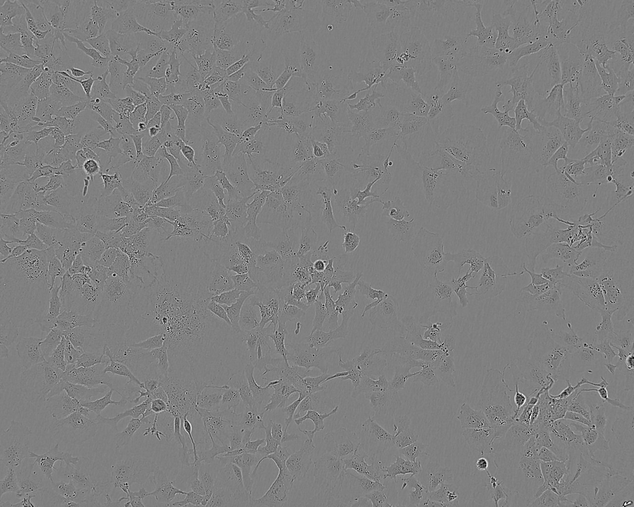 PT67小鼠逆转录病毒包装复苏细胞(附STR鉴定报告),PT67