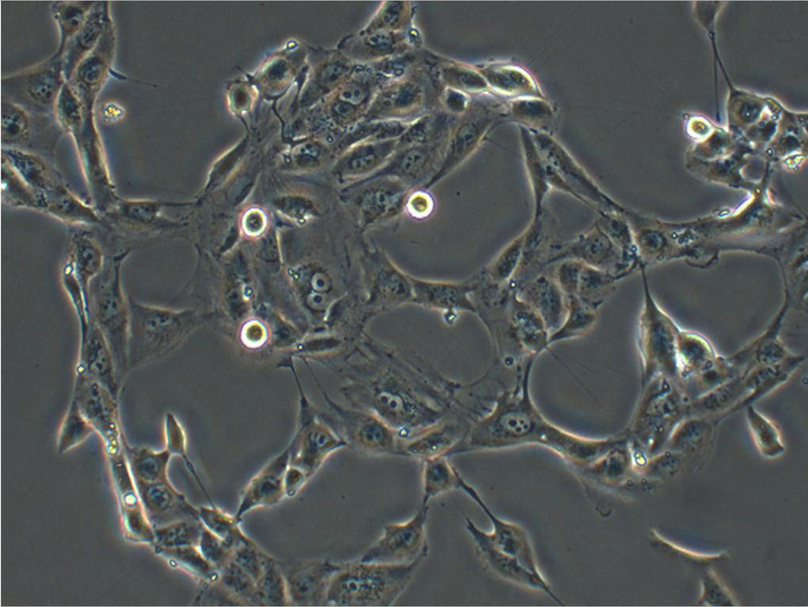 MPC-5小鼠肾足复苏细胞(附STR鉴定报告),MPC-5