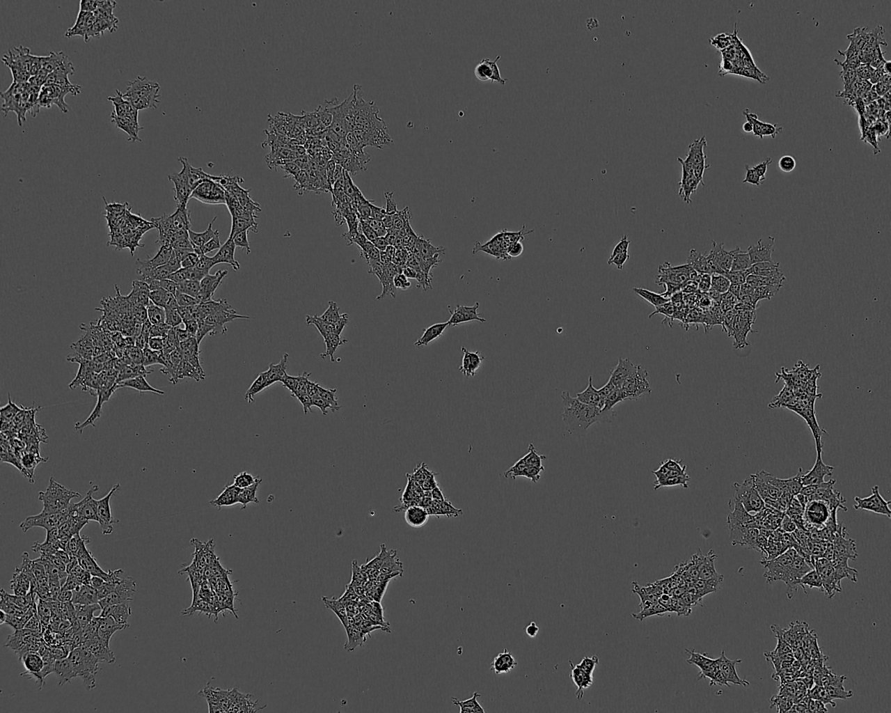 FO [Mouse myeloma]小鼠骨髓瘤復(fù)蘇細胞(附STR鑒定報告),FO [Mouse myeloma]