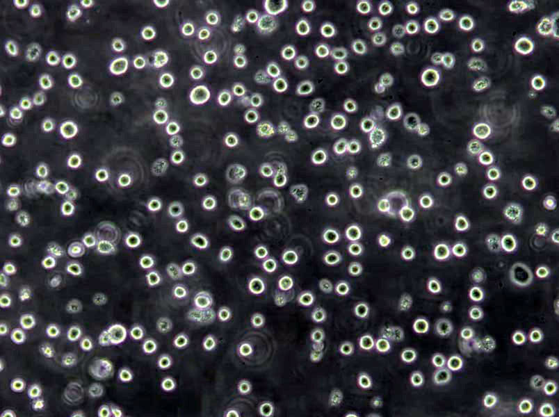 支原体肉汤粉末培养基,Mycoplasma Broth Medium