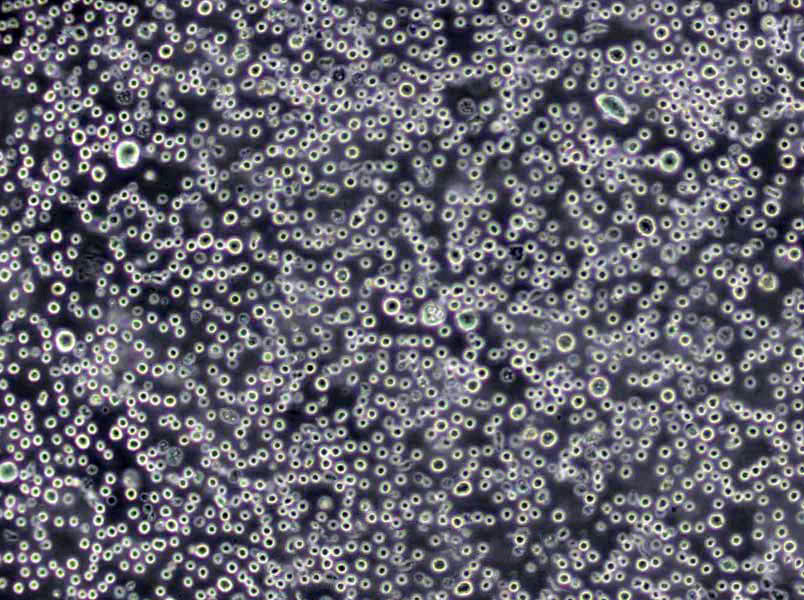 R2A琼脂粉末培养基,R2A Agar