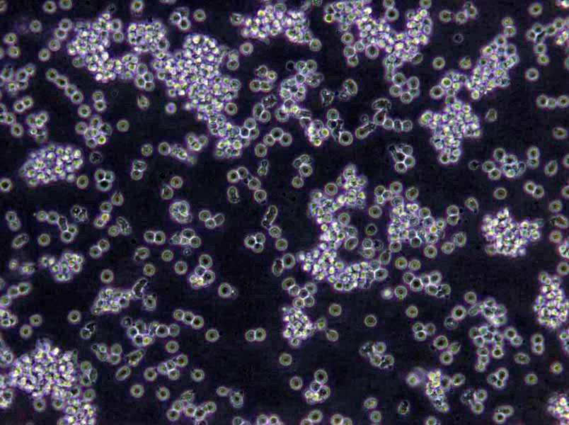 枯草芽孢杆菌优化粉末培养基,Bacillus Subtilis Optimization Medium