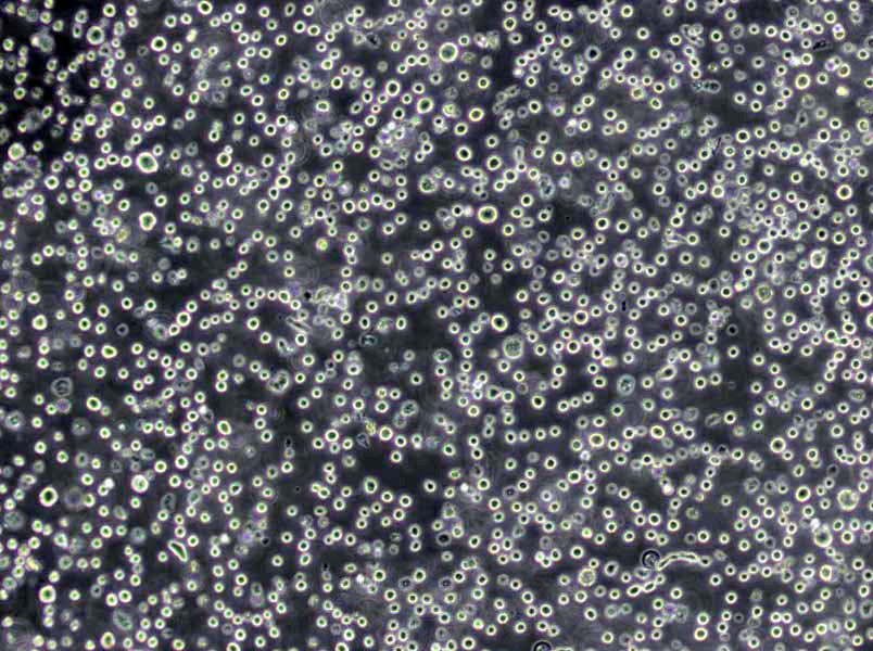 Dubos油酸琼脂粉末培养基,Dubos Oleic Agar Base