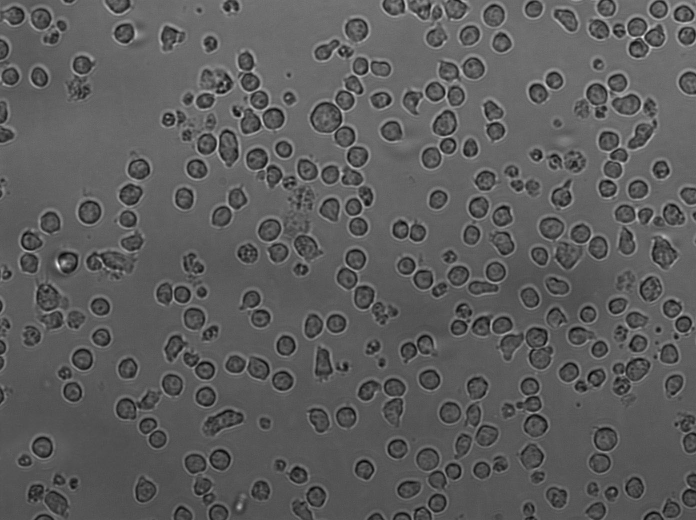 強(qiáng)化梭菌粉末培養(yǎng)基,Reinforced Medium for Clostridia