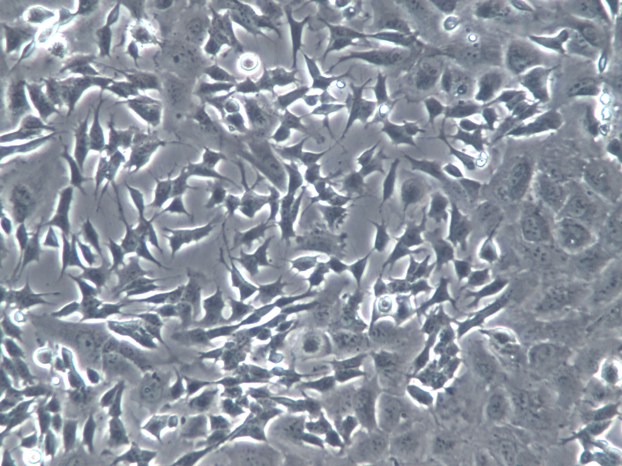 果蠅粉末培養(yǎng)基,Drosophila Medium