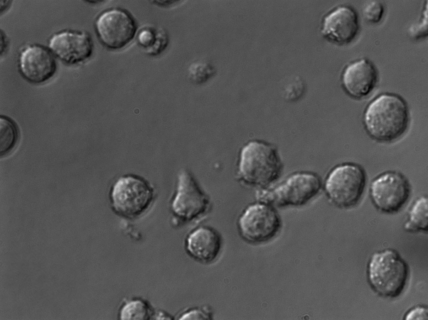 酵母氨基酸缺陷型合成液體粉末培養(yǎng)基[色氨酸缺陷],Yeast Synthetic Drop-out Fluid Medium without Try