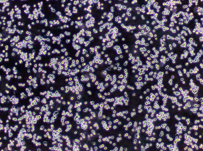 Mueller-Hinton琼脂粉末培养基,Mueller-Hinton Agar