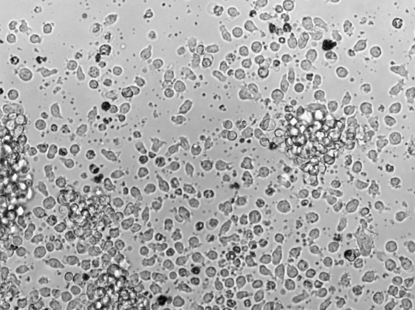 胰蛋白示磷酸盐肉汤粉末培养基,Tryptose Phosphate Broth