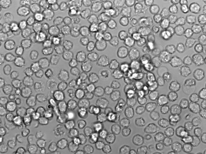 25%甘油硝酸盐琼脂粉末培养基,25% Glycerol Nitrate Agar Base