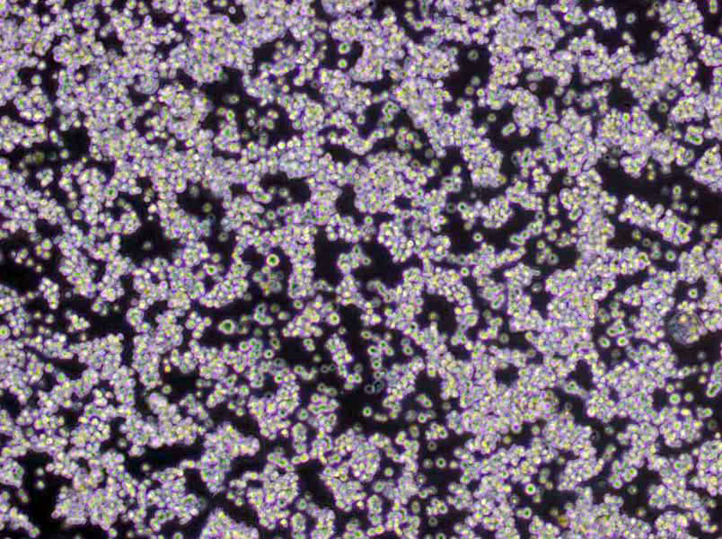 支原体肉汤粉末培养基[Frey],Mycoplasma Broth Base