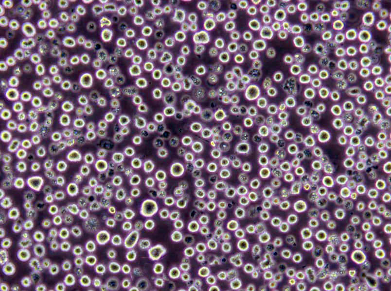 支原体半流体粉末培养基,Mycoplasma Medium