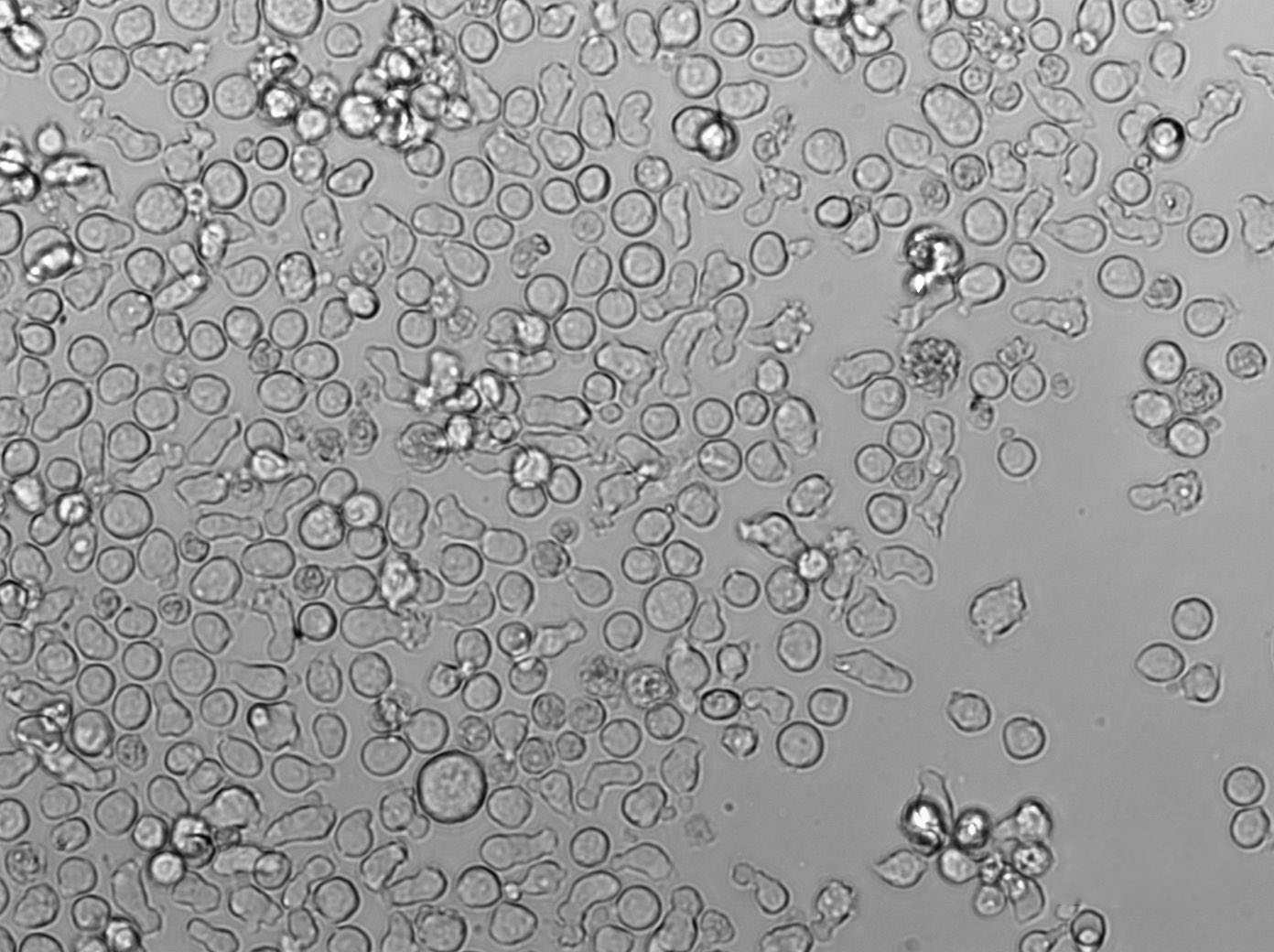 改良FM琼脂粉末培养基,FM Agar