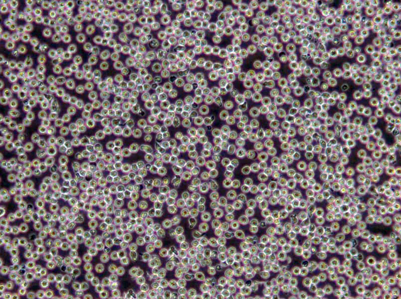 CCFA琼脂粉末培养基,Cycloserine Cefoxitin Fructose Agar Base