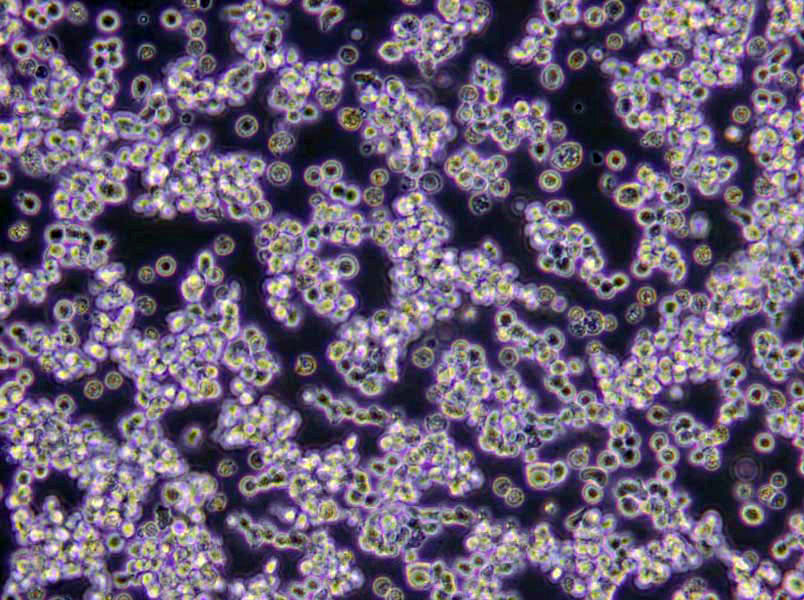 毛藓菌琼脂粉末培养基4号,Trichophyton Agar #4