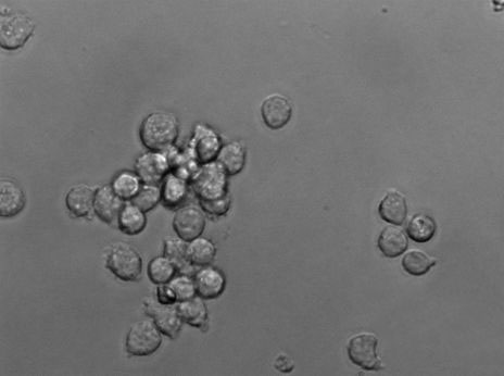 假單胞菌CFC選擇性粉末培養(yǎng)基,Pseudomonas CFC Selective Agar