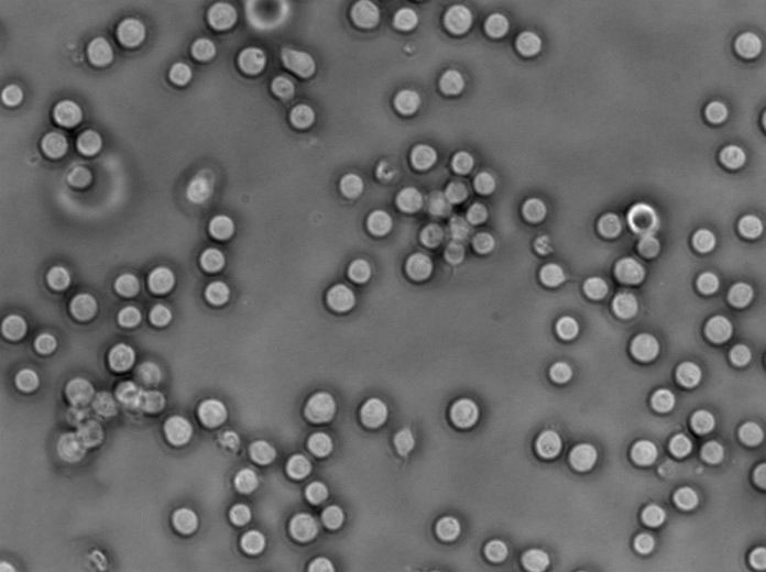 TYM粉末培养基,Diamond’s TrypticaseYeast Extract Maltose Complete