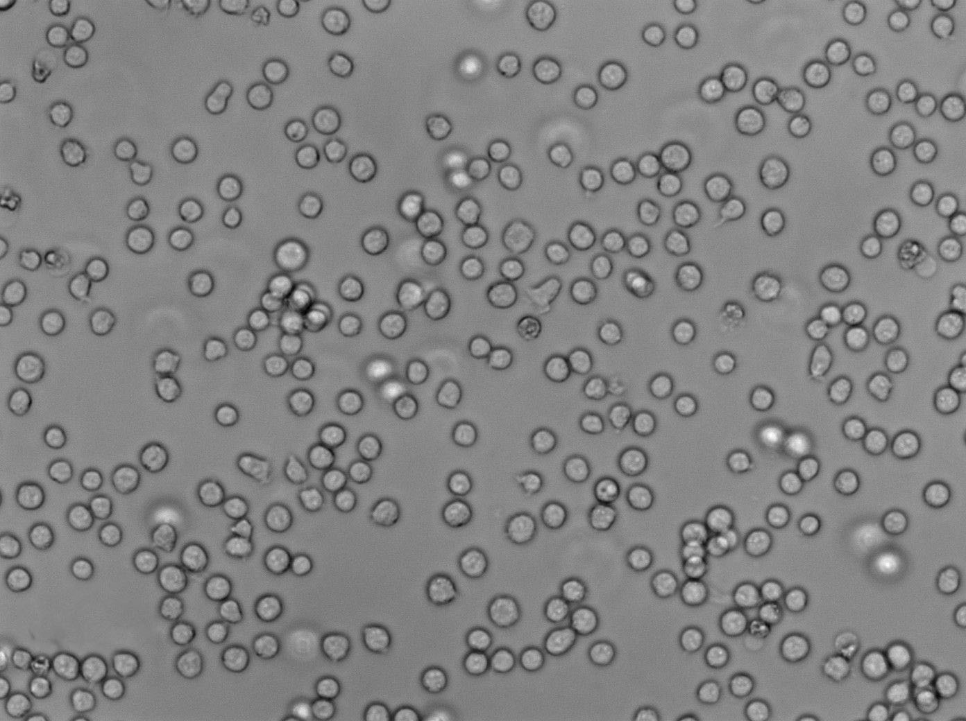 亚碲酸钾血琼脂粉末培养基,Blood Agar Base with Potassium Tellurite