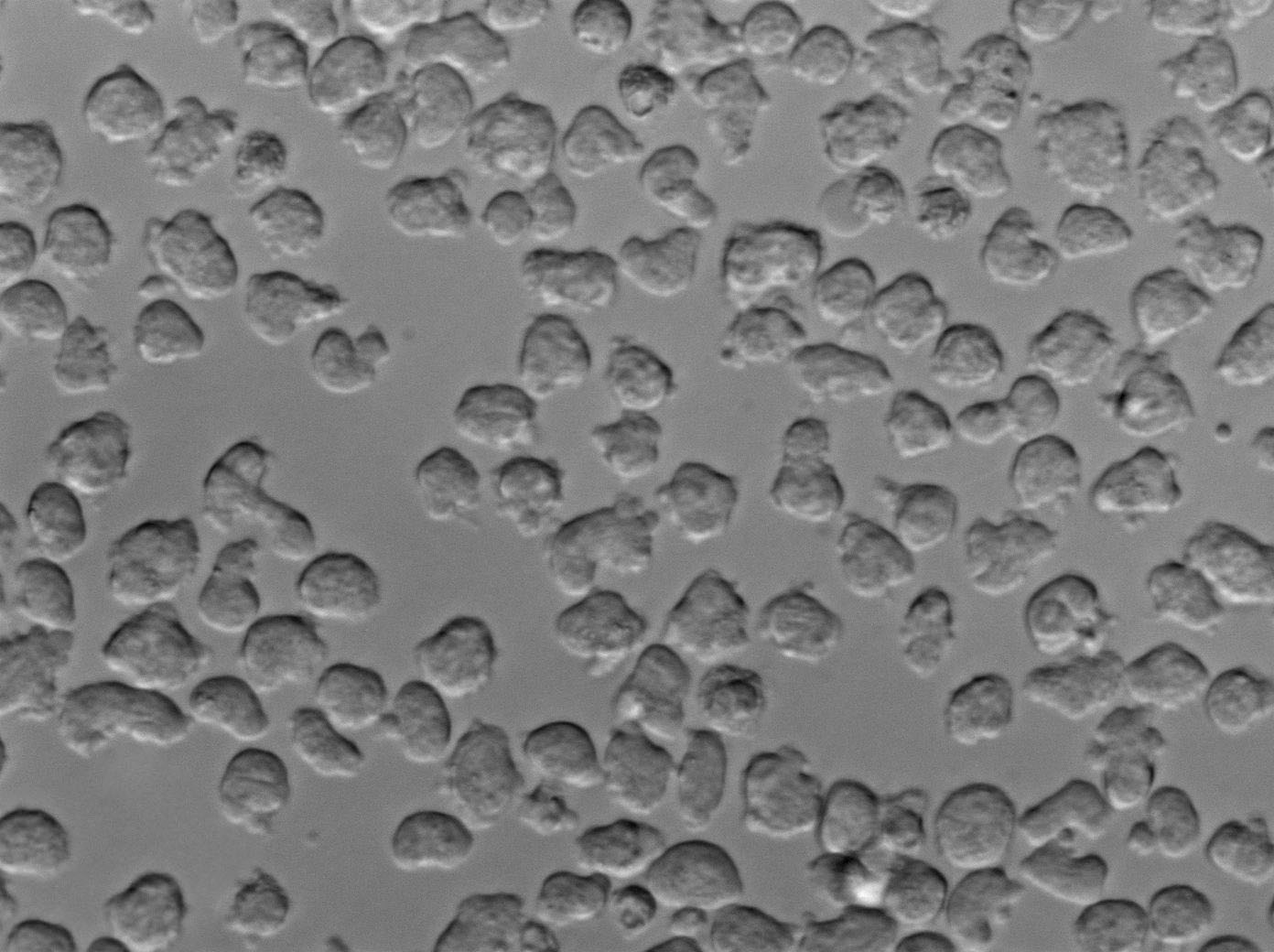 根瘤菌粉末培养基Ⅱ,Nodule Bacteria Medium Ⅱ Base