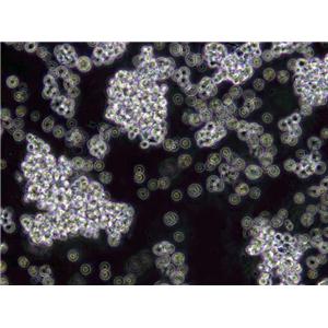 OGY琼脂粉末培养基,Oxytetracycline Glucose Yeast Agar