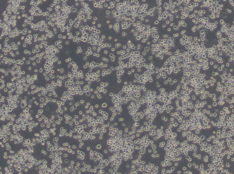 碳酸氢钠琼脂粉末培养基,Sodium Hydrogen- Carbonate Agar Base